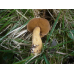 Мицелий Масленка кедрового (Suillus plorans)